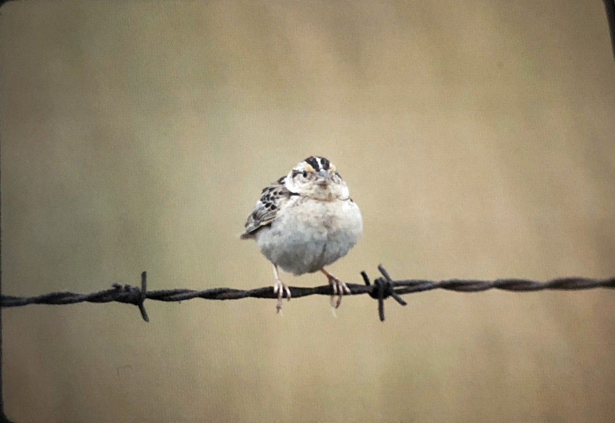 Grasshopper Sparrow - ML242402771