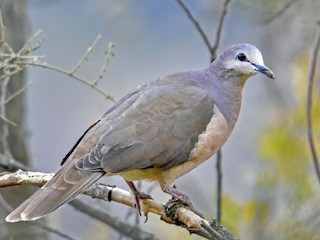  - Large-tailed Dove