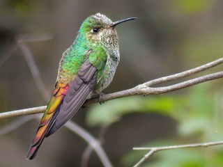 アカフタオハチドリ - eBird