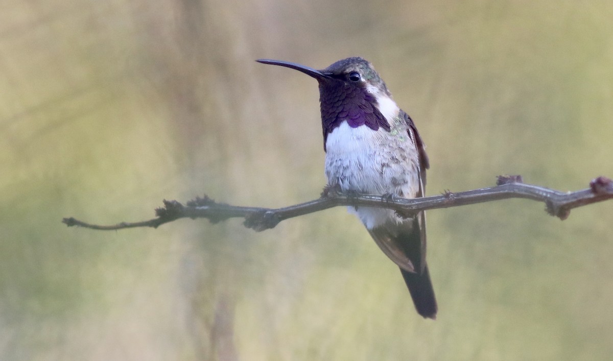 Beautiful Hummingbird - ML242409621