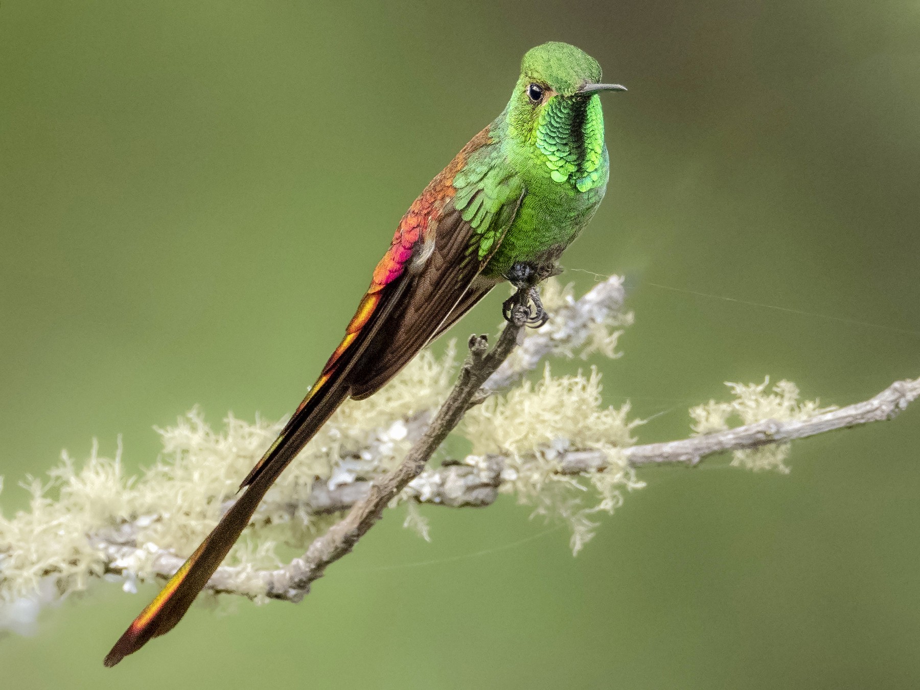 Red-tailed Comet - Andres Vasquez Noboa