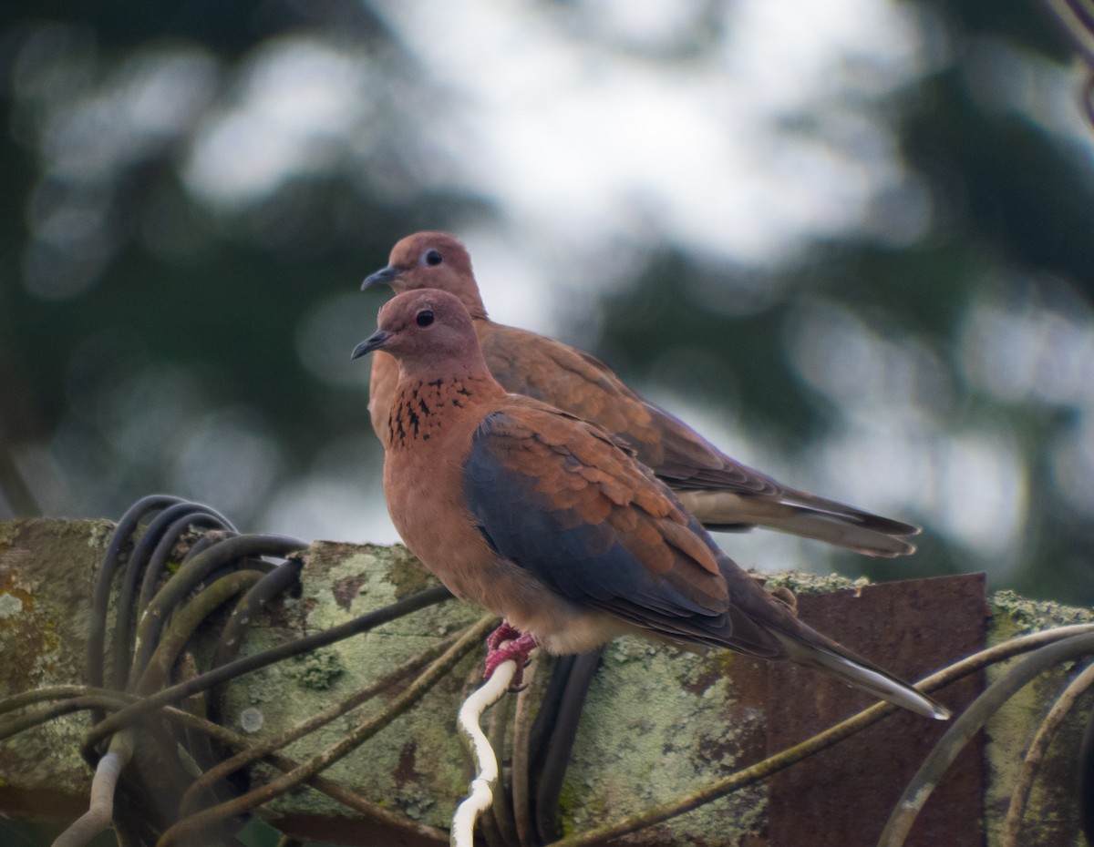 Laughing Dove - ML242413551
