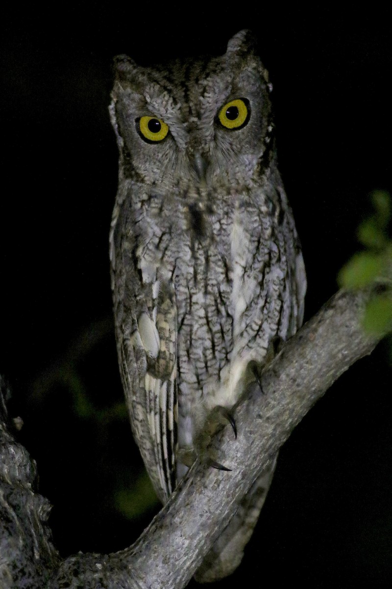 Western Screech-Owl - ML242413571