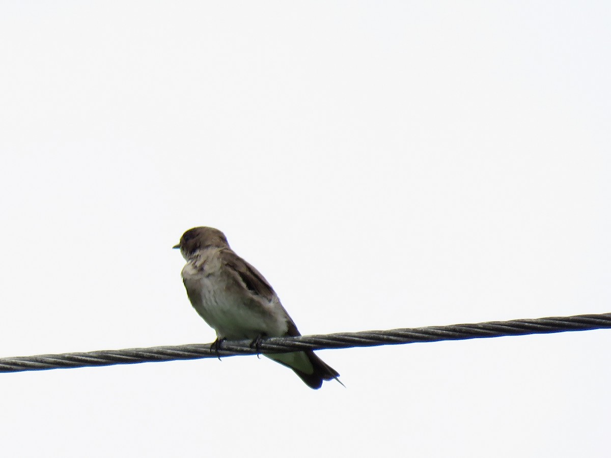 Northern Rough-winged Swallow - ML242414131