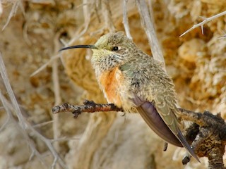 นกเพศเมียเต็มวัย - José Segovia - ML242416251