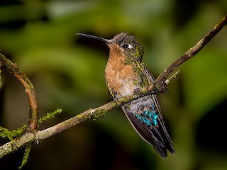 นกเพศเมียเต็มวัย - Andrés  Terán - ML242419261