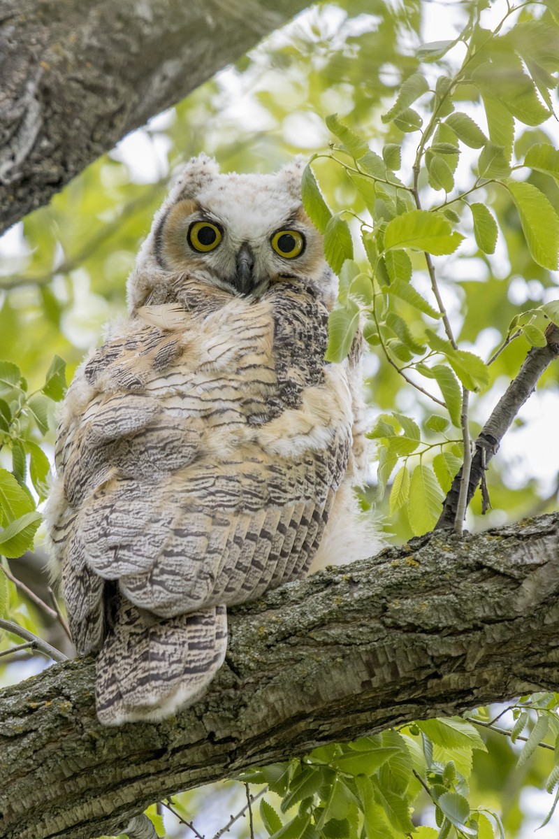 Great Horned Owl - ML242419721
