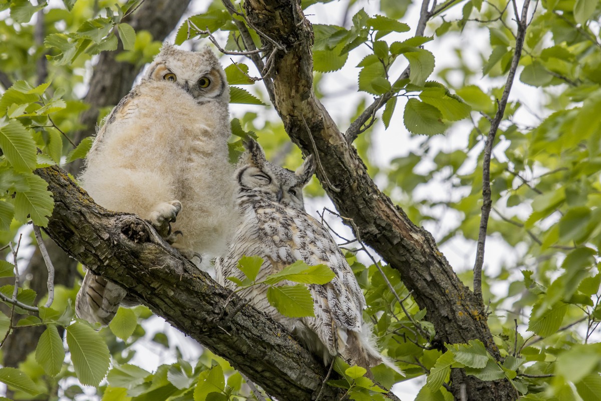 Great Horned Owl - ML242419761