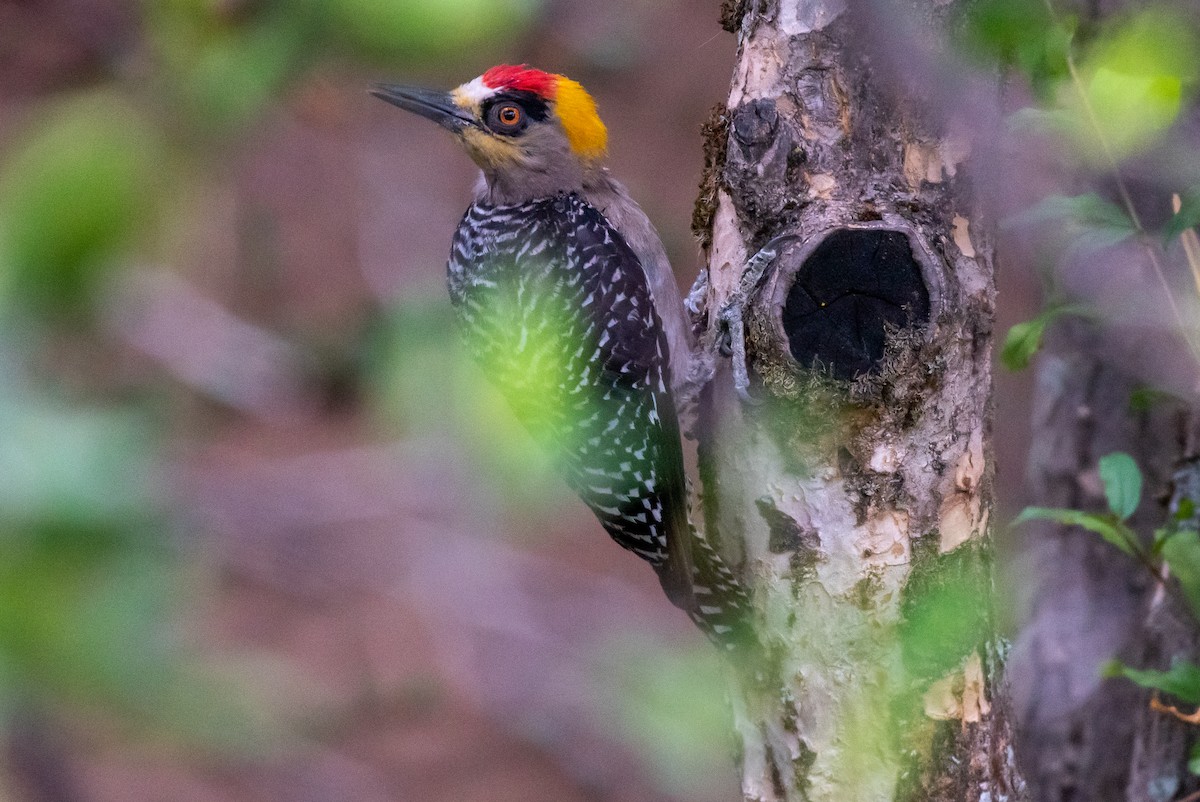 Golden-cheeked Woodpecker - ML242420271