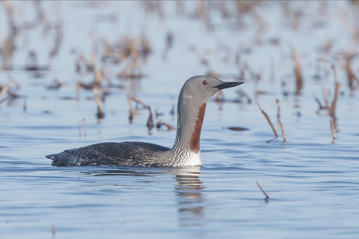 Red-throated Loon - ML242420801