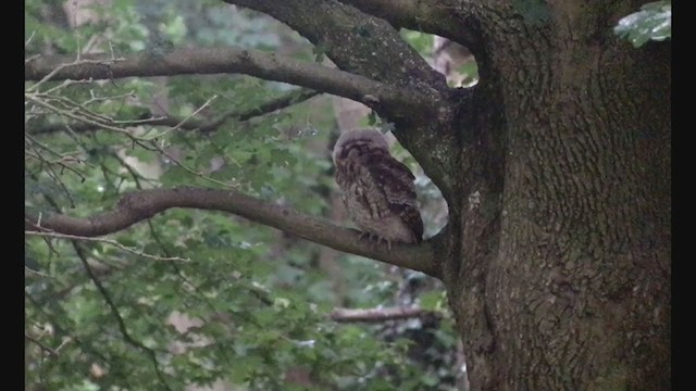 Tawny Owl - ML242422221