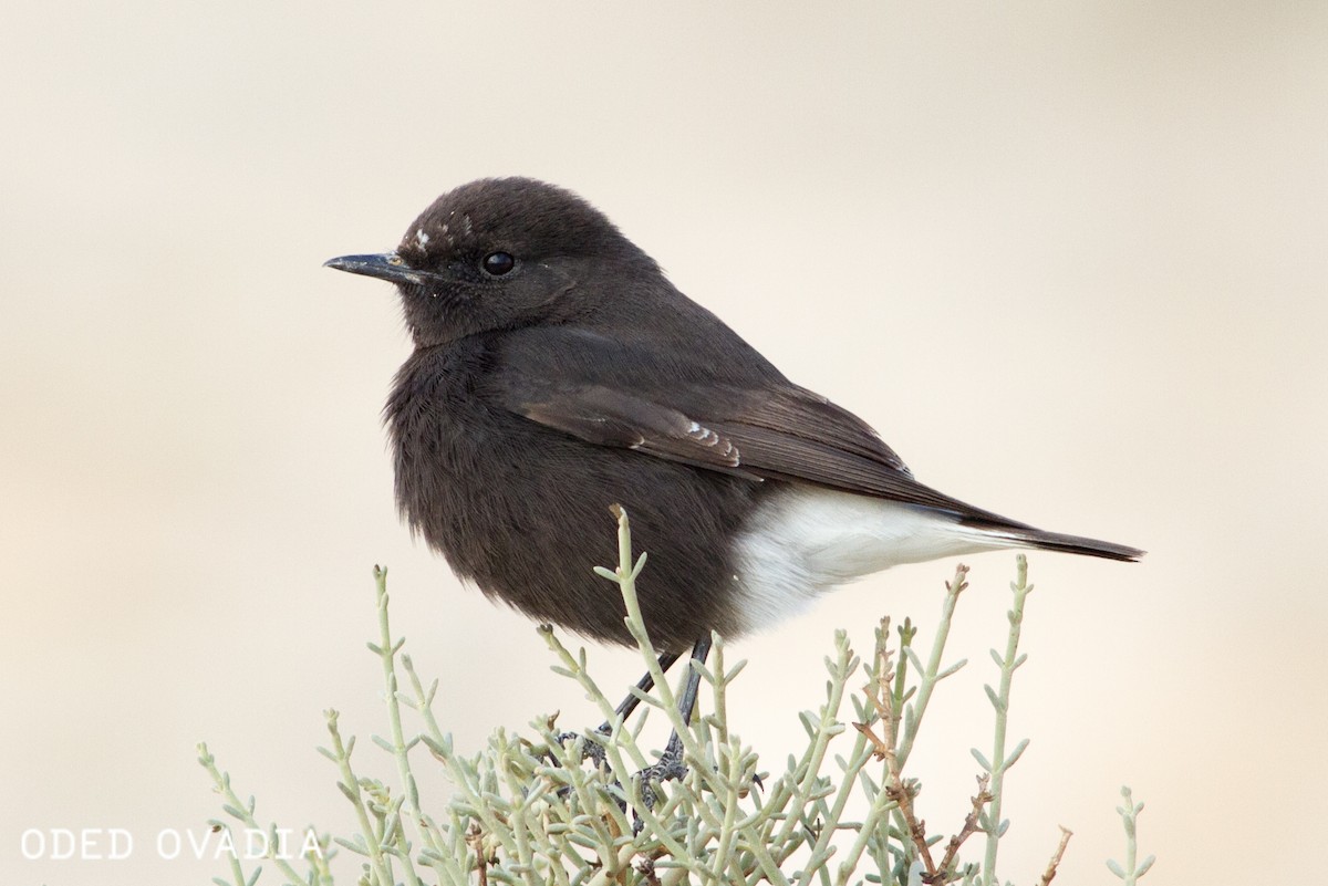 Mourning Wheatear (Basalt) - Oded Ovadia