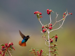 ズグロニジハチドリ - eBird