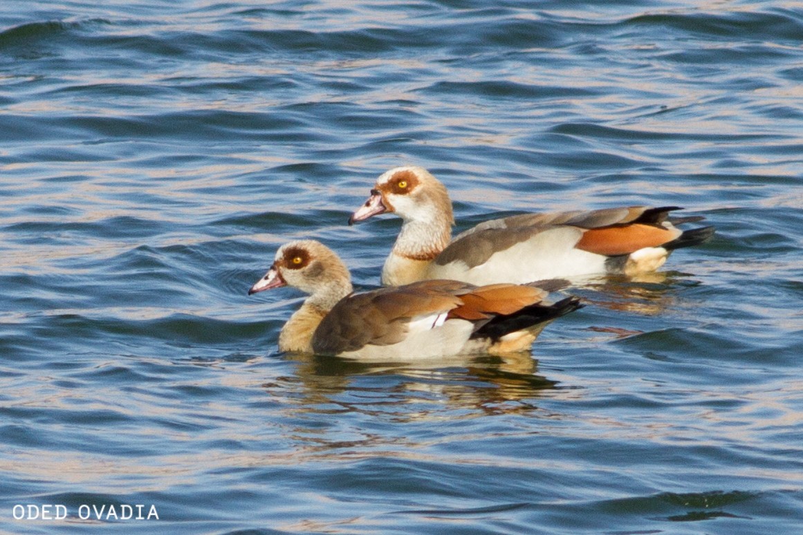 Egyptian Goose - Oded Ovadia
