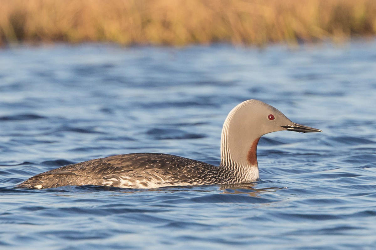 Red-throated Loon - Simon Colenutt