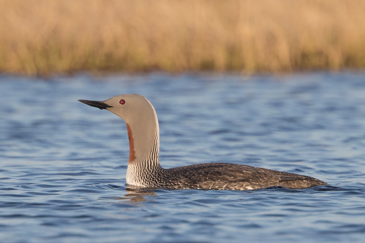 Red-throated Loon - ML242426171