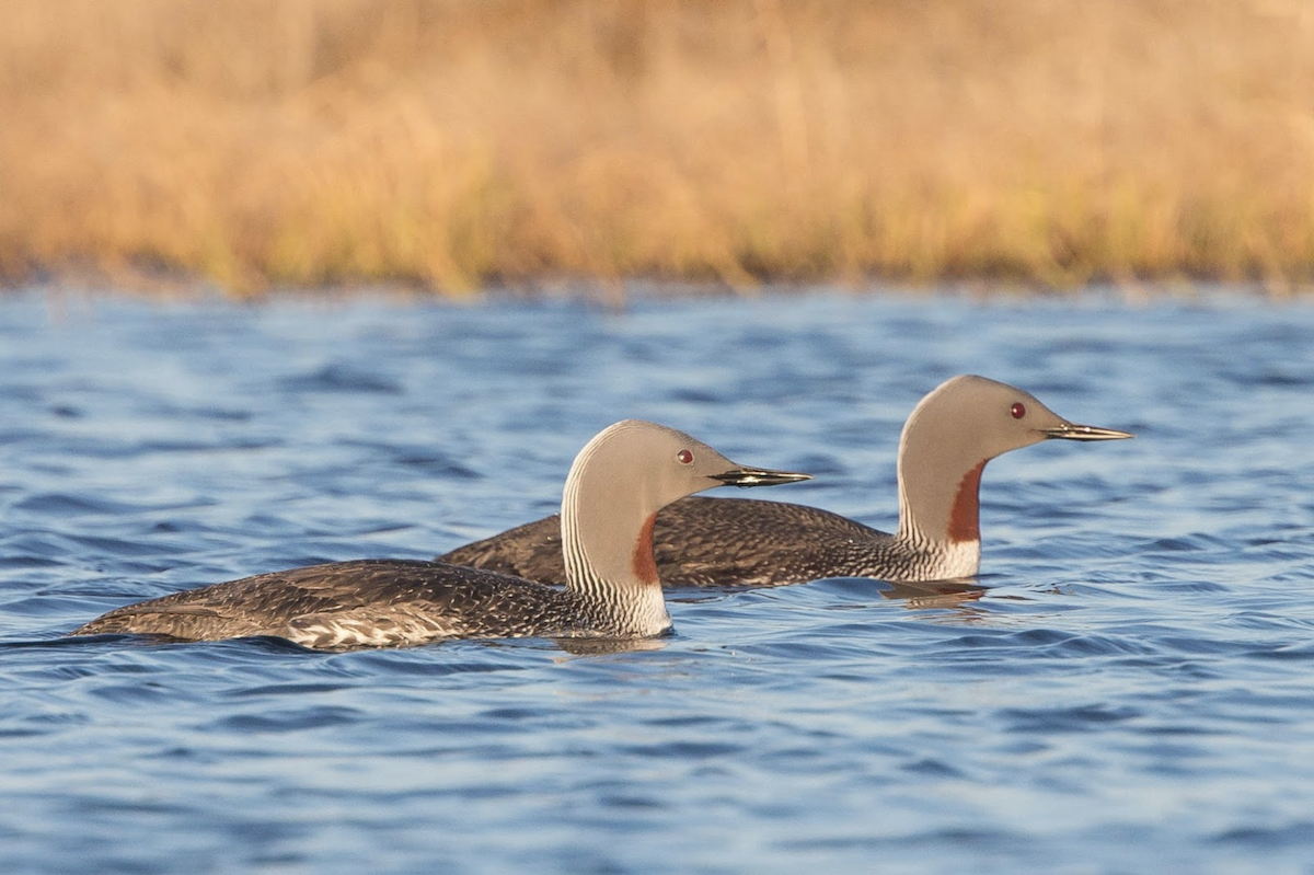 Red-throated Loon - ML242426191