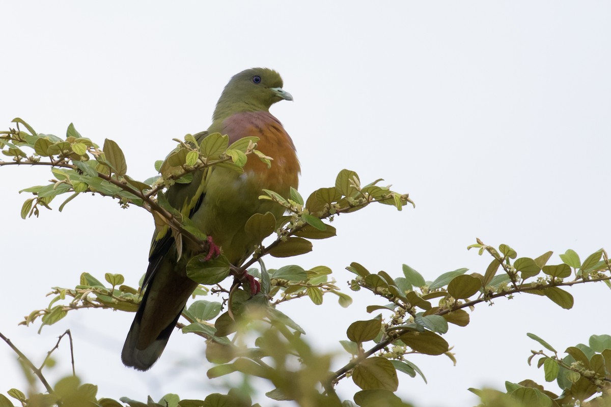 Pink-necked Green-Pigeon - Robert Lewis