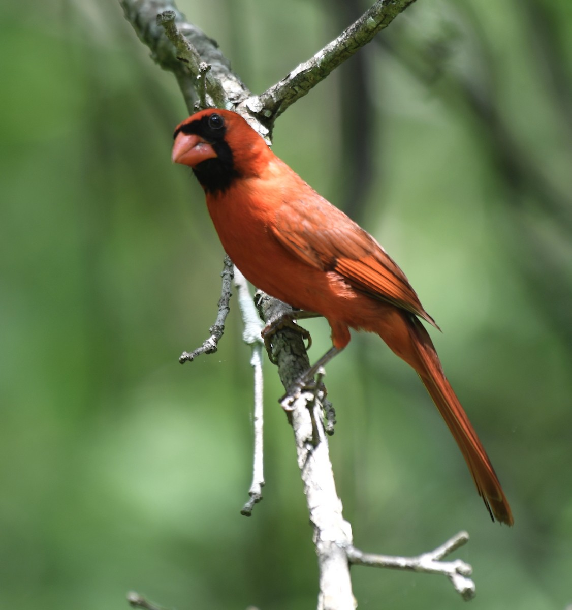 Cardinal rouge - ML242427411