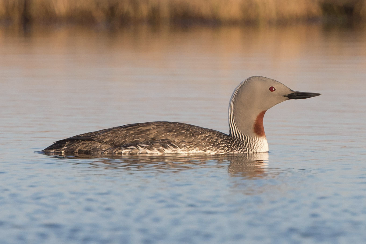 Red-throated Loon - ML242428441
