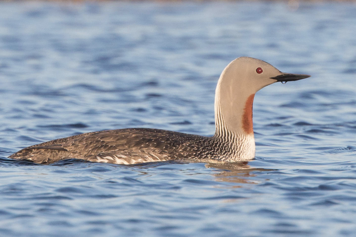 Red-throated Loon - ML242428451