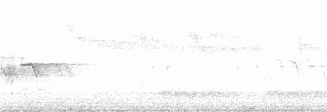 White-tailed Kite - ML242428671