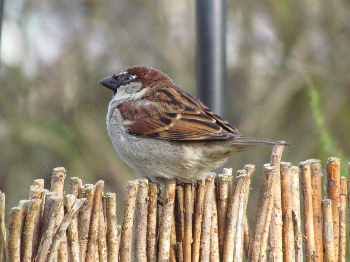 House Sparrow - ML24242961