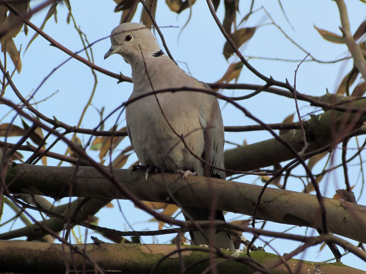 Eurasian Collared-Dove - ML24242991