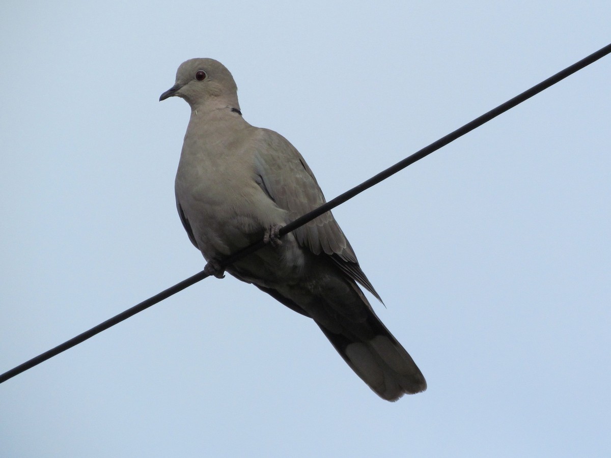 Eurasian Collared-Dove - ML24243001
