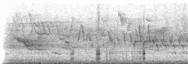 Common Merganser (North American) - ML242431631