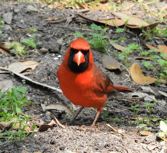 Male (presumably subspecies <em>magnirostris</em>). - Northern Cardinal - 