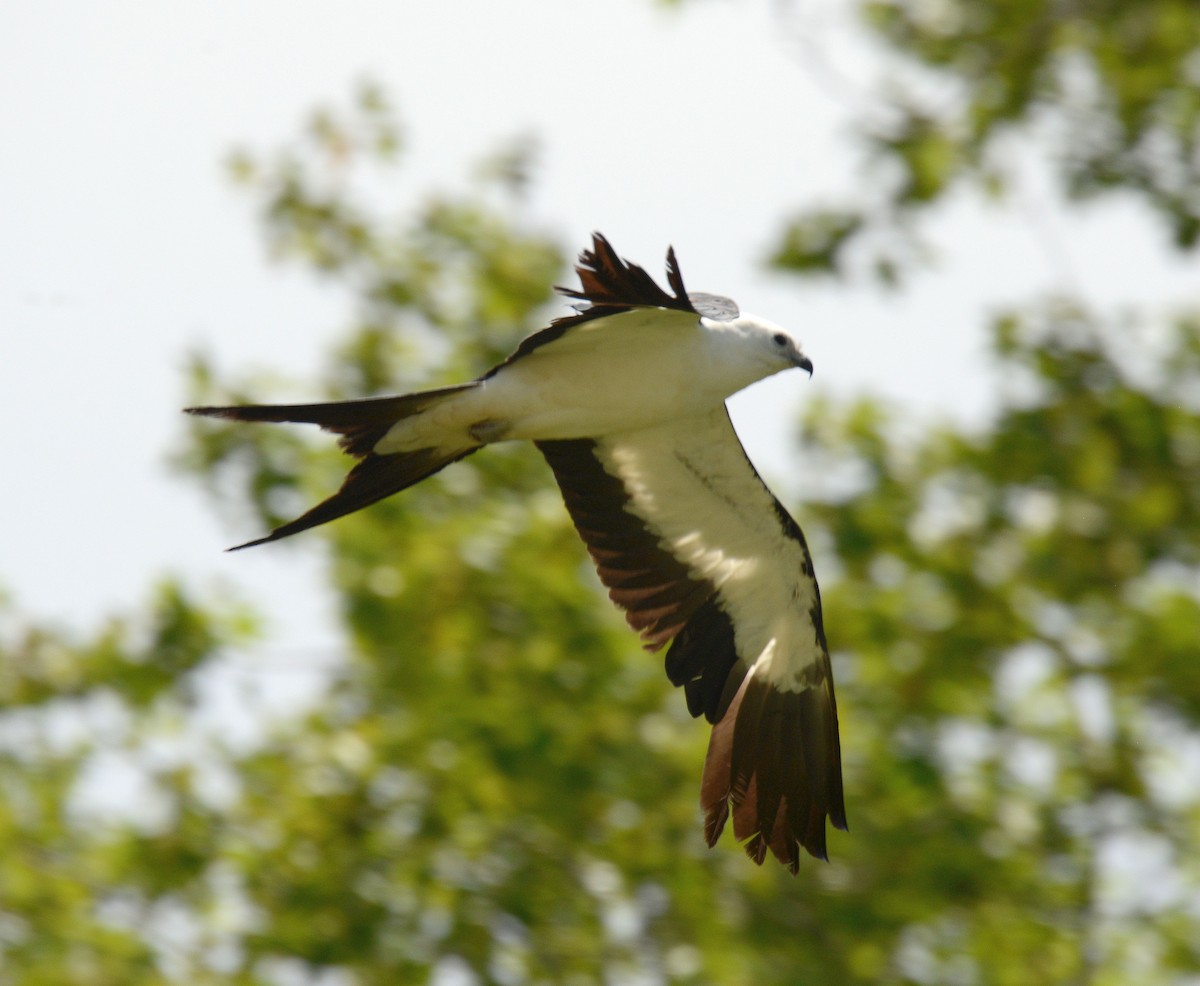 Swallow-tailed Kite - ML242433801
