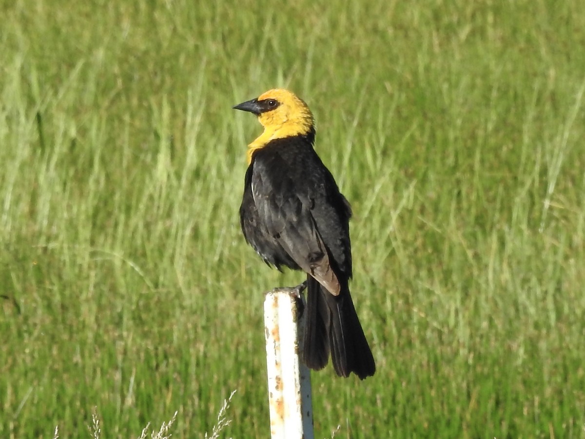 Yellow-headed Blackbird - ML242439631