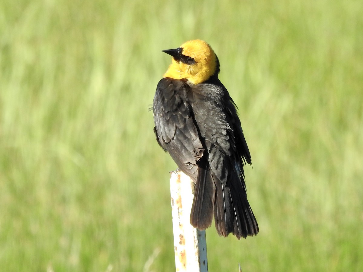 Yellow-headed Blackbird - ML242439641