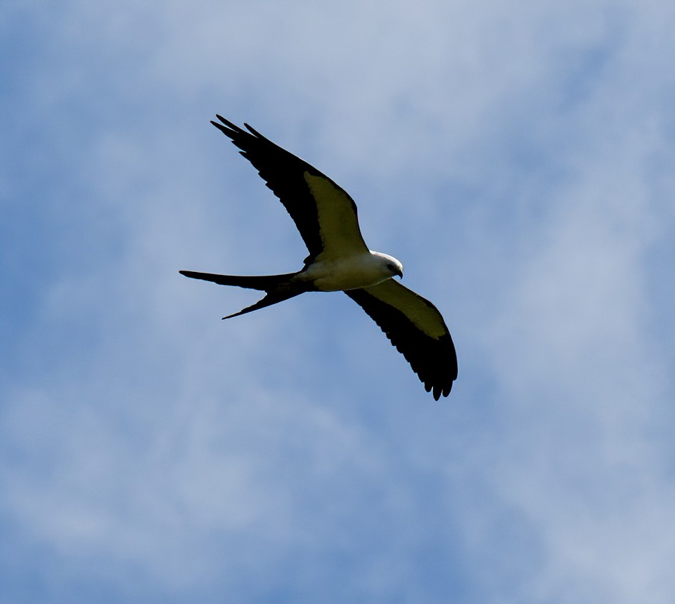 Swallow-tailed Kite - Kristina Fisher