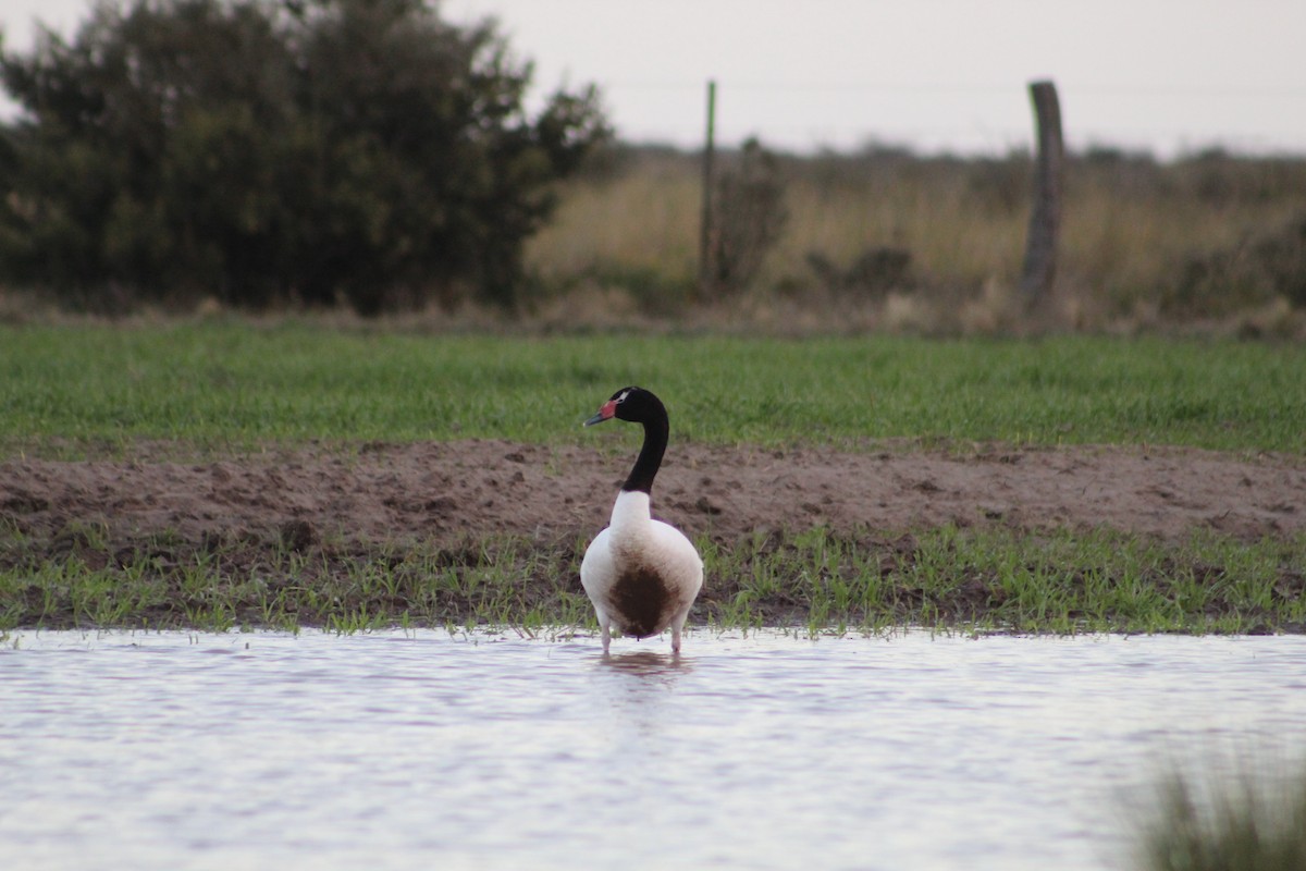 Black-necked Swan - ML242444491