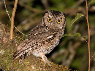  - Montane Forest Screech-Owl