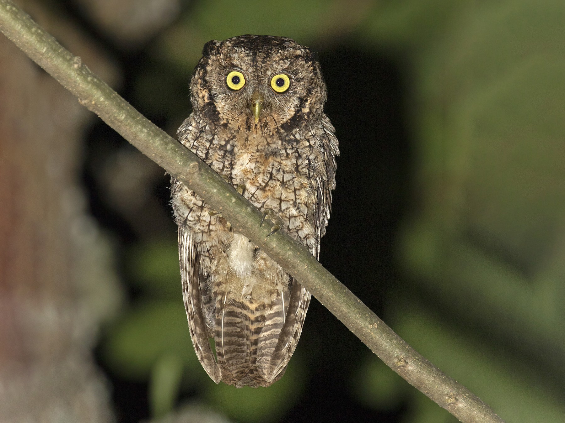 Montane Forest Screech-Owl - Sam Woods