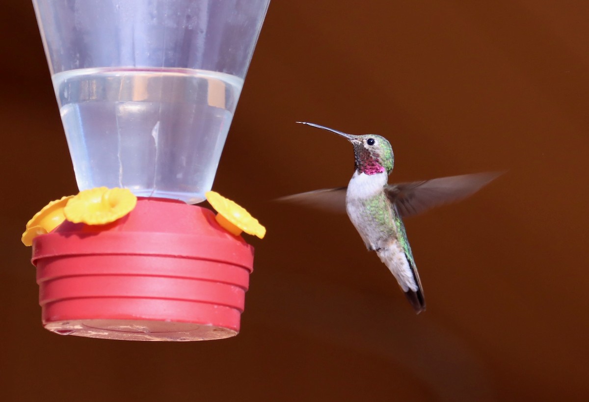Broad-tailed Hummingbird - ML242445831