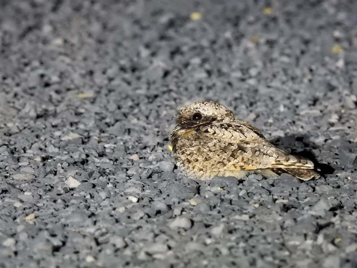 Common Poorwill - Isaac  Denzer