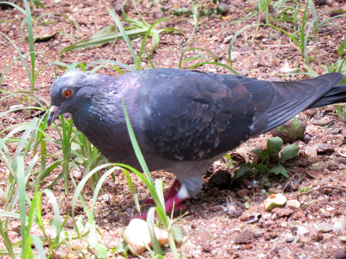 Rock Pigeon (Feral Pigeon) - Fábio Toledo das Dores