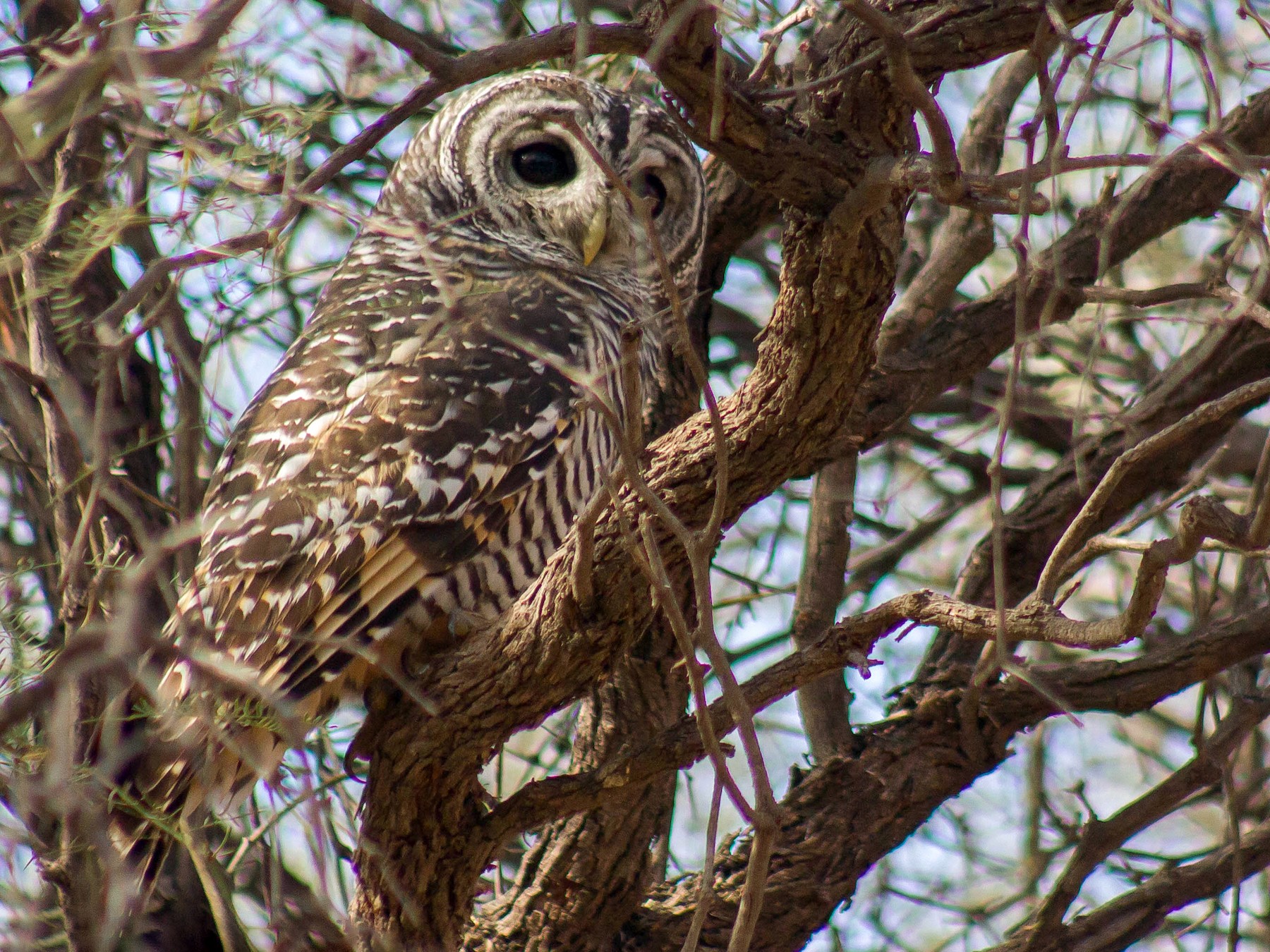 Chaco Owl - pablo moreno