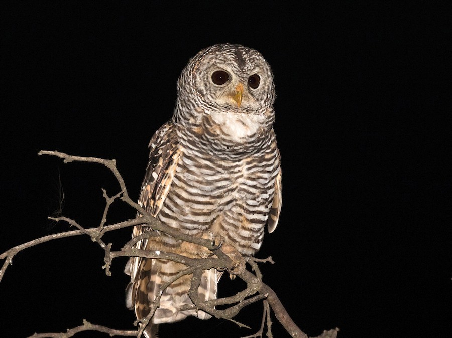 Chaco Owl eBird