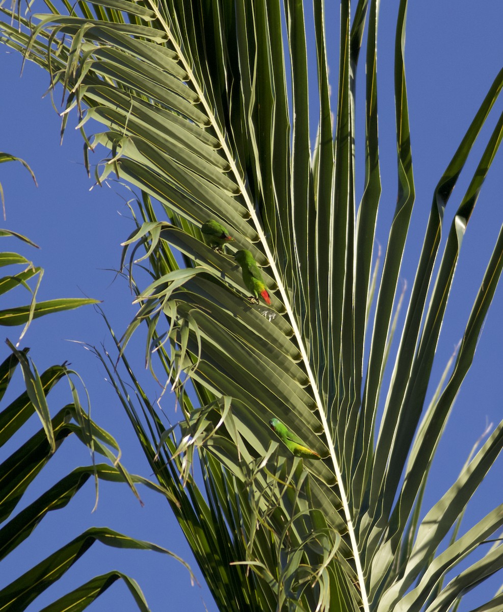 Papuan Hanging-Parrot - ML24245031