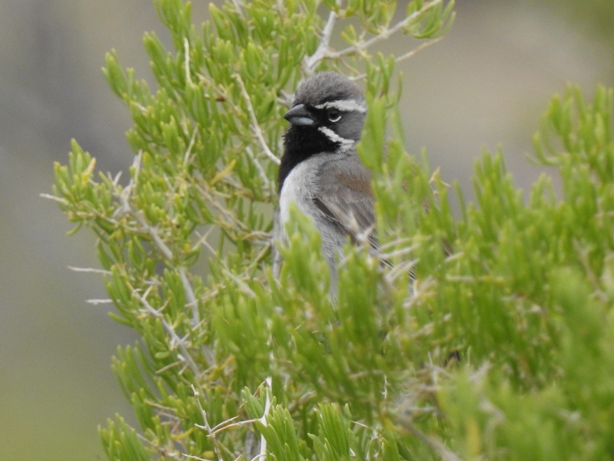 Black-throated Sparrow - ML242452531