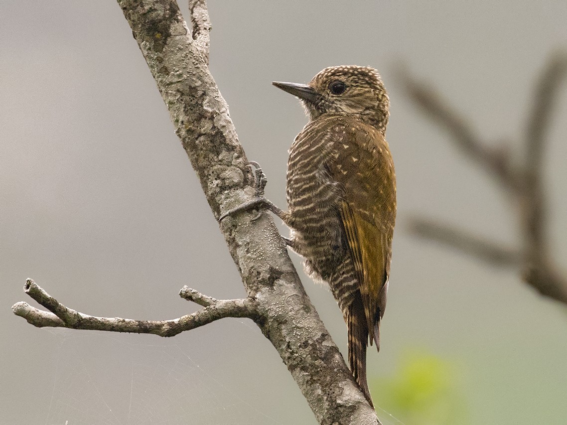 Dot-fronted Woodpecker - Sam Woods