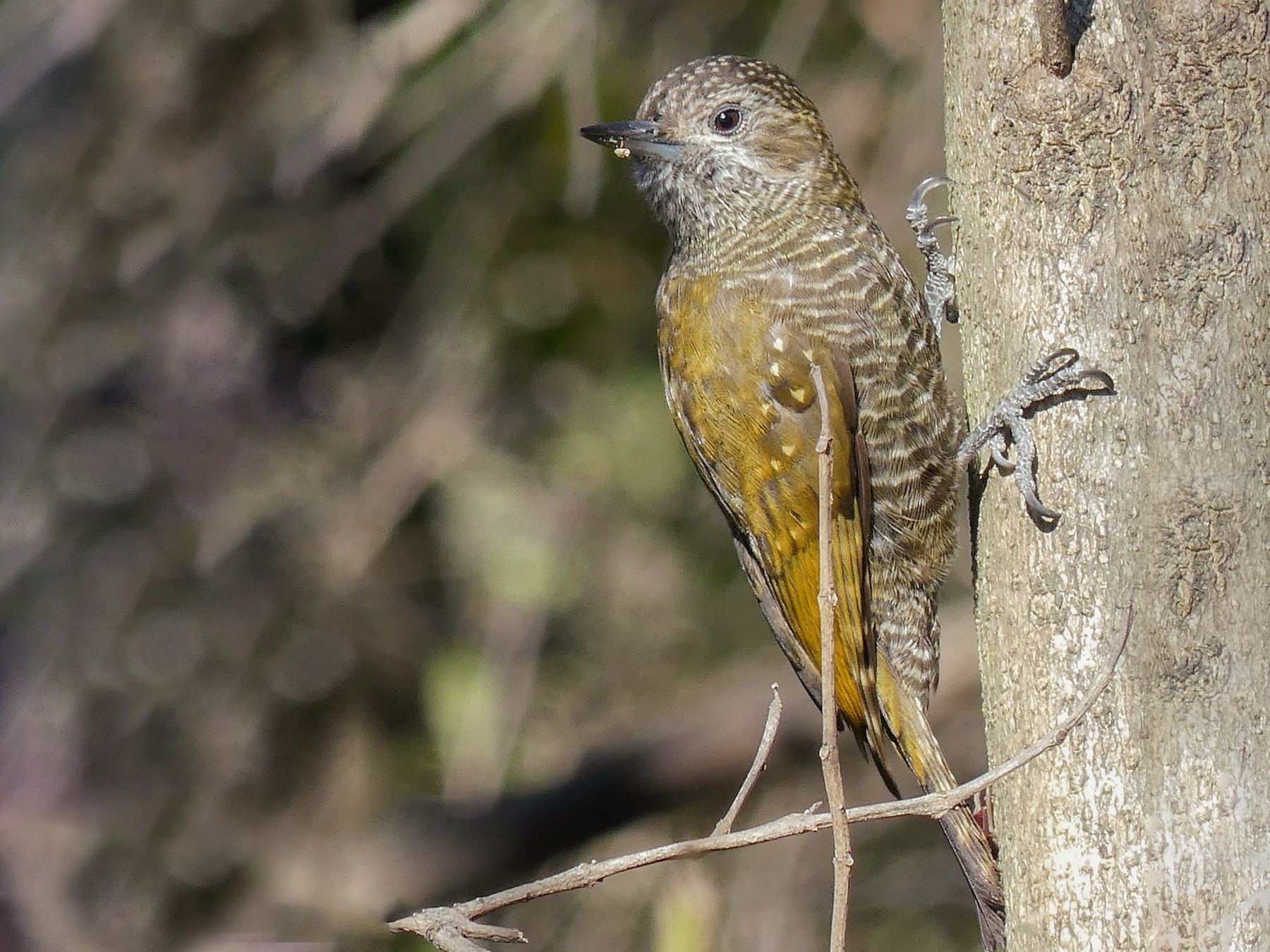 Dot-fronted Woodpecker - Jorge  Quiroga