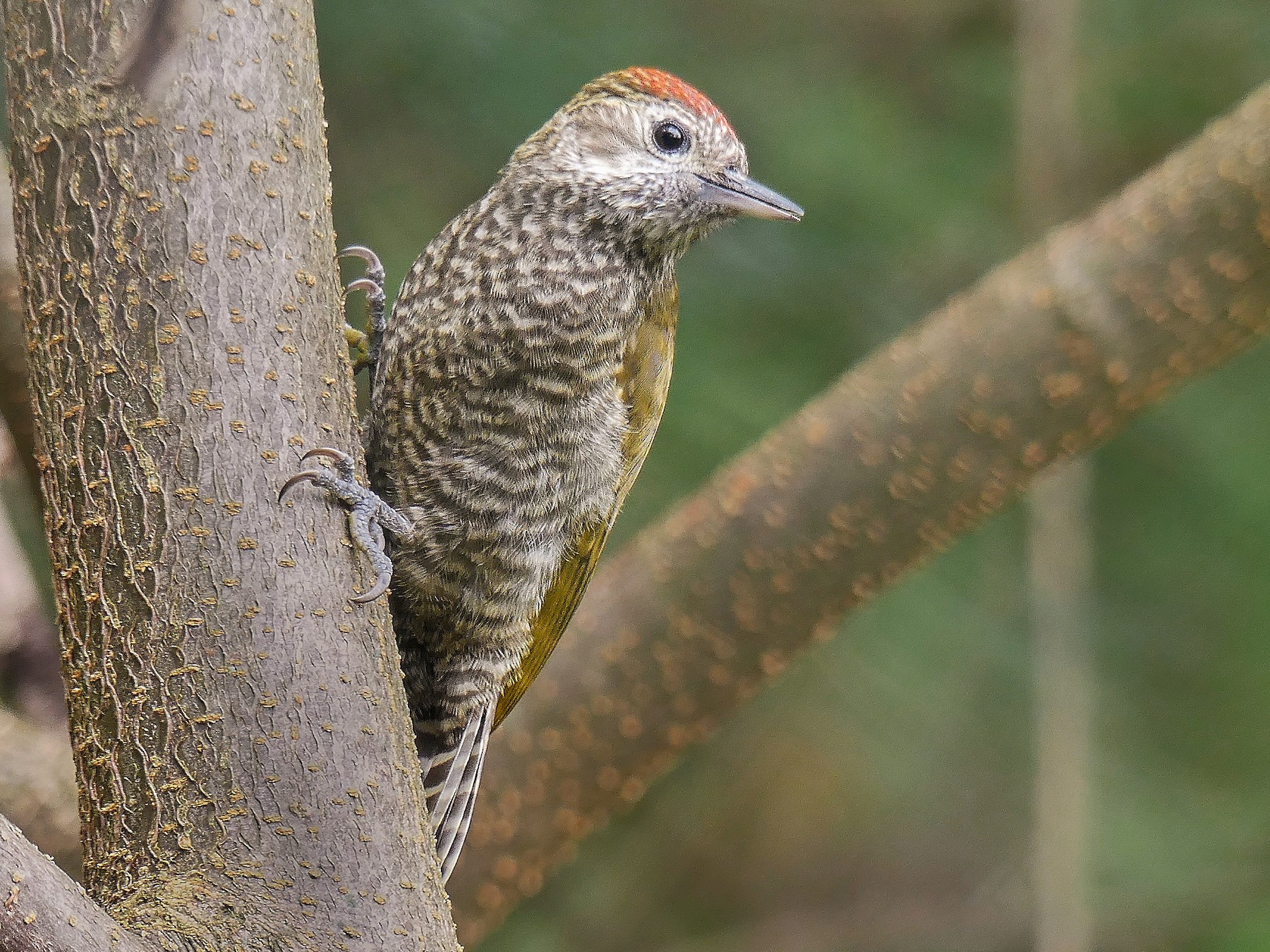 Dot-fronted Woodpecker - Jorge  Quiroga