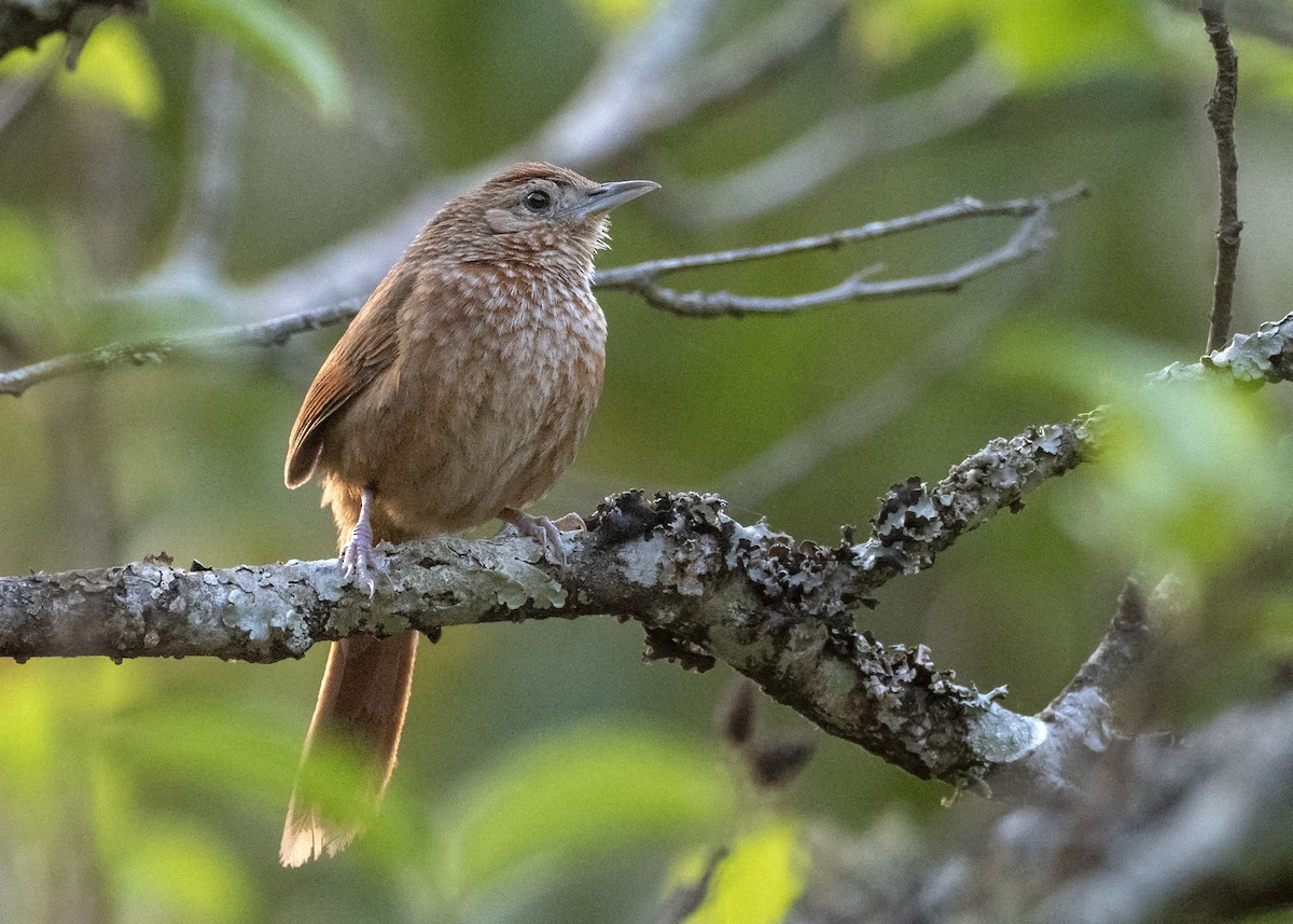 Spot-breasted Thornbird - ML242454411