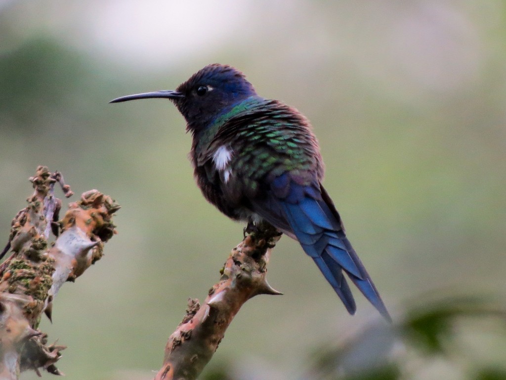 Swallow-tailed Hummingbird - Fábio Toledo das Dores